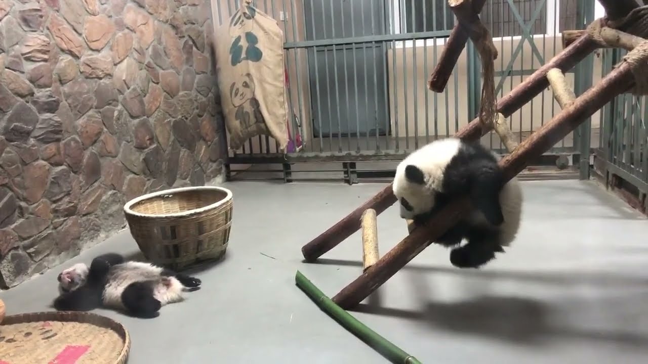 Chengdu Giant Panda Research Base - Baby Pandas Playing Around