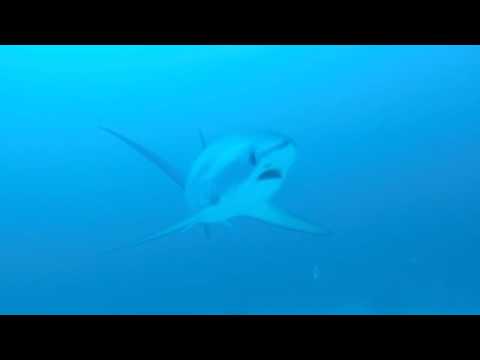 EPIC close up of a thresher shark!