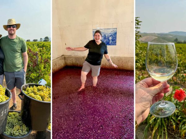 Stomping Grapes within the Douro Valley: A Enjoyable Wine Harvest Tour in Portugal