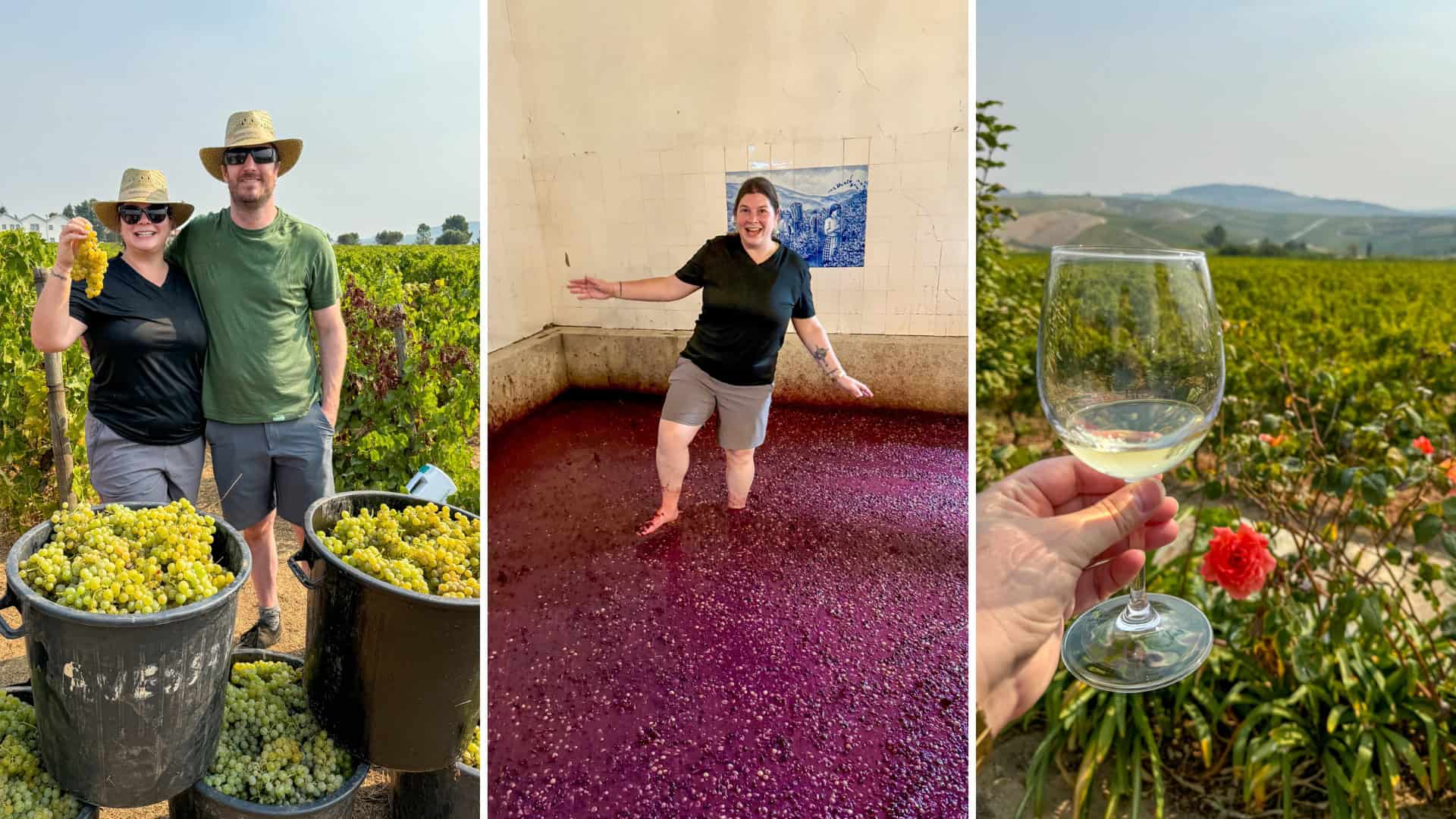 Stomping Grapes within the Douro Valley: A Enjoyable Wine Harvest Tour in Portugal