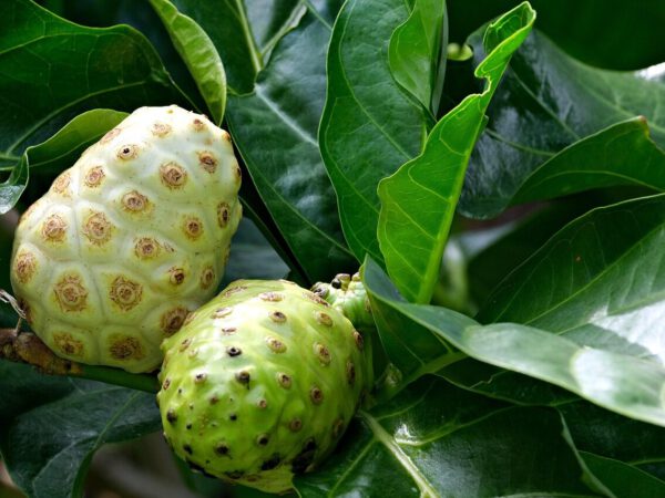 Unlocking The Well being Advantages Of Noni Juice: The Dietary Energy Of Nature’s Treatment