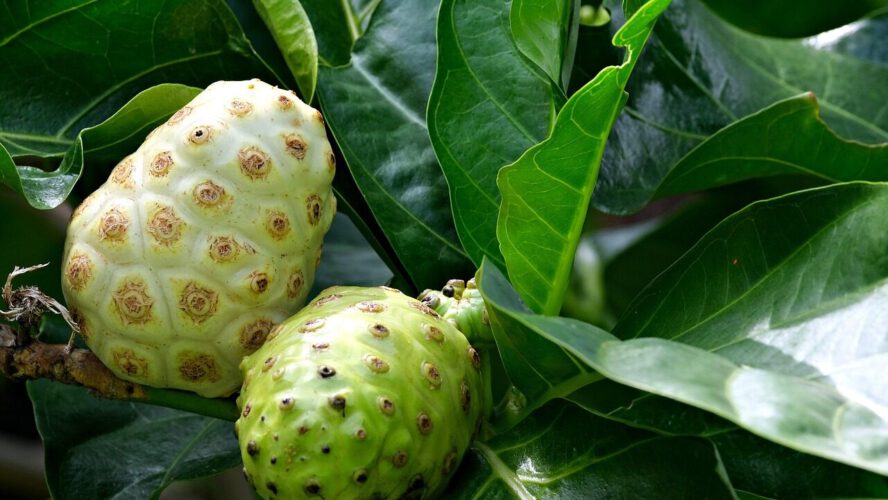 Unlocking The Well being Advantages Of Noni Juice: The Dietary Energy Of Nature’s Treatment