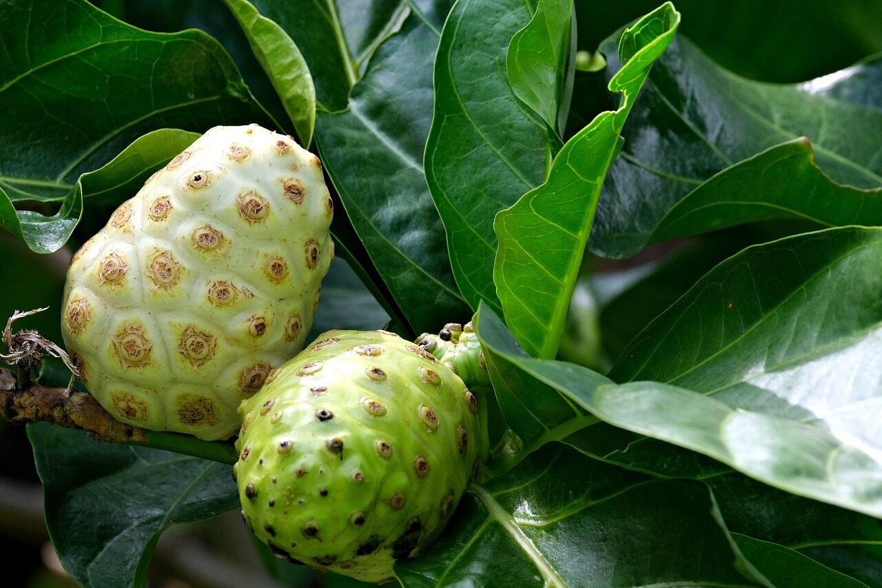 Unlocking The Well being Advantages Of Noni Juice: The Dietary Energy Of Nature’s Treatment