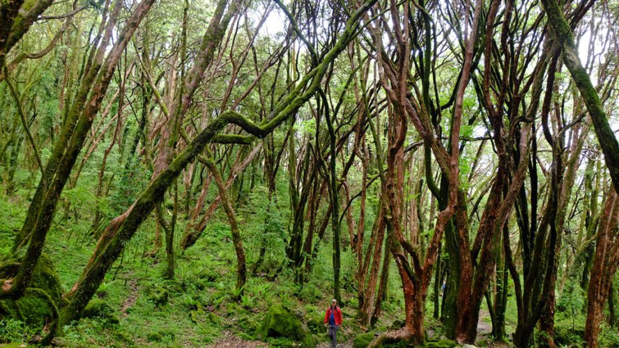 3 Issues Your Emergency Journey Price range Ought to Cowl