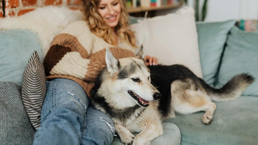 Easy methods to Hold Your Residence Comfy and Pest-Free 12 months Spherical