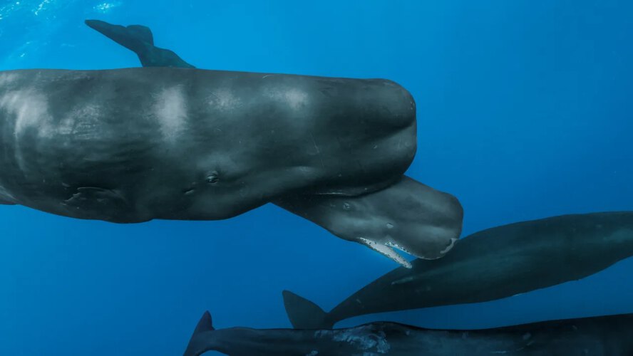 What Occurs When a Whale Is Born?