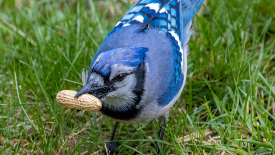What to Feed Yard Birds: A Species-by-Species Information