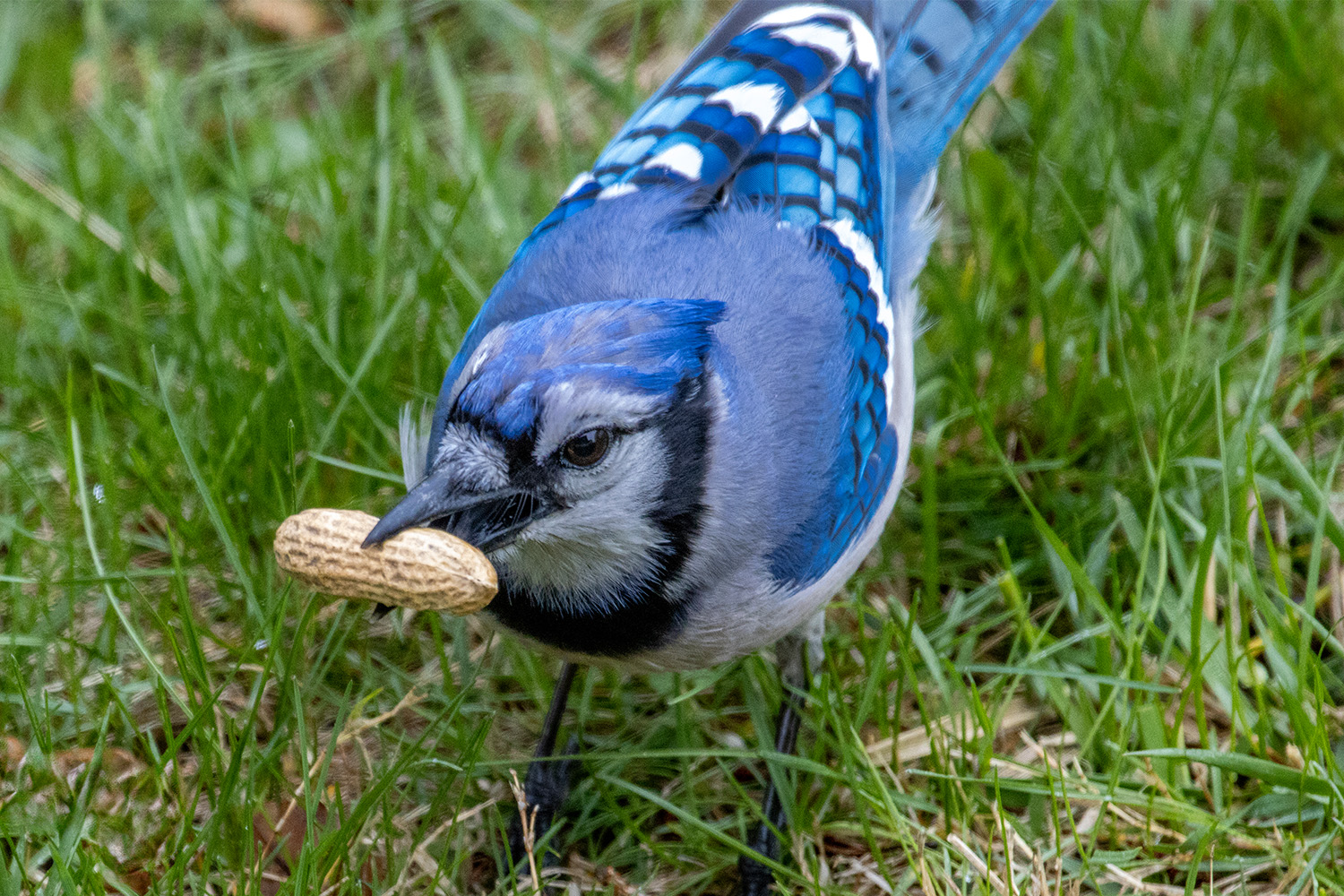 What to Feed Yard Birds: A Species-by-Species Information
