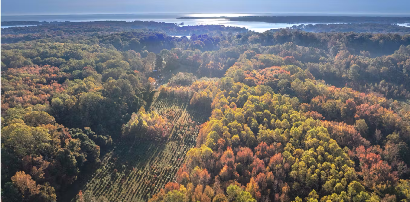 Don’t simply plant timber, plant forests to revive biodiversity for the long run