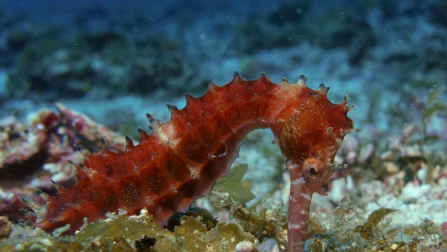 Scuba Diving within the Philippines | Malapascua Island