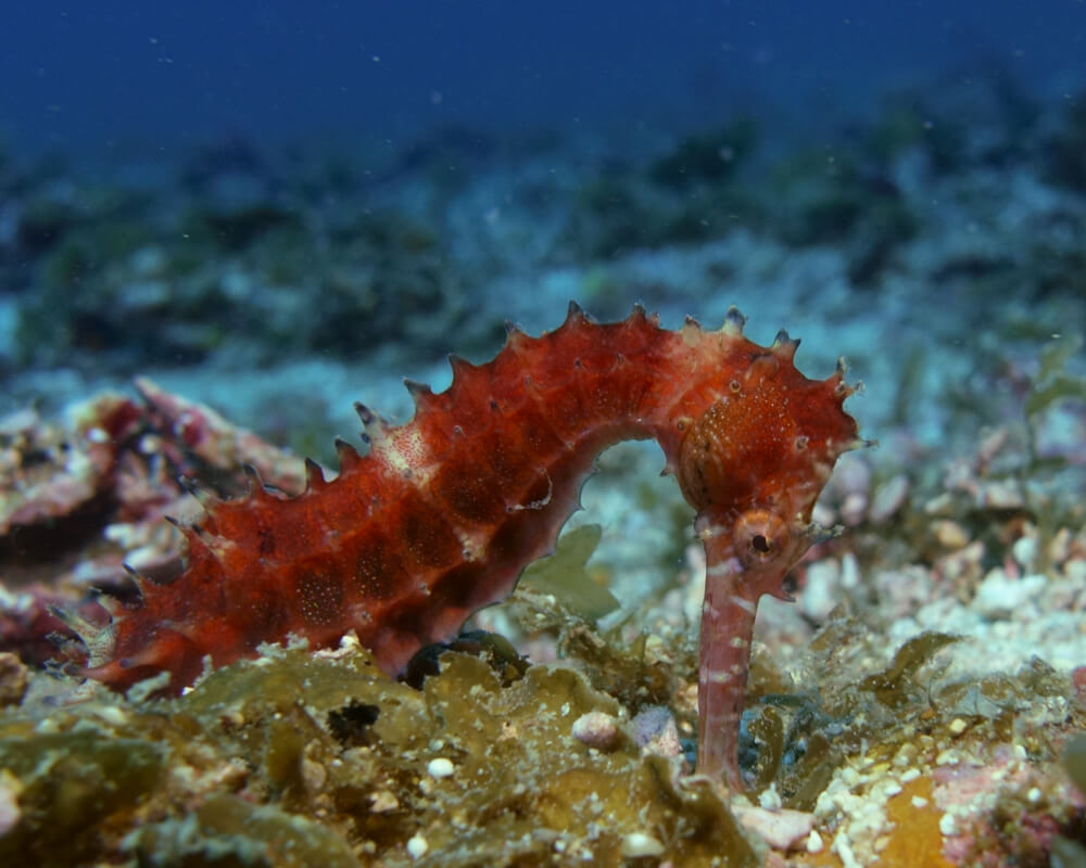 Red Seahorse Malapascua Diving