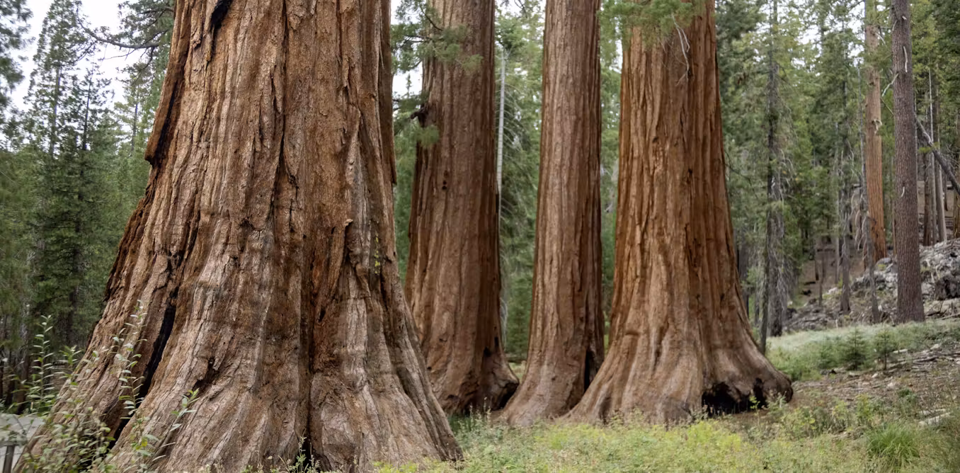 Yosemite, once more in company crosshairs, embodies the lengthy warfare over US nationwide park privatization